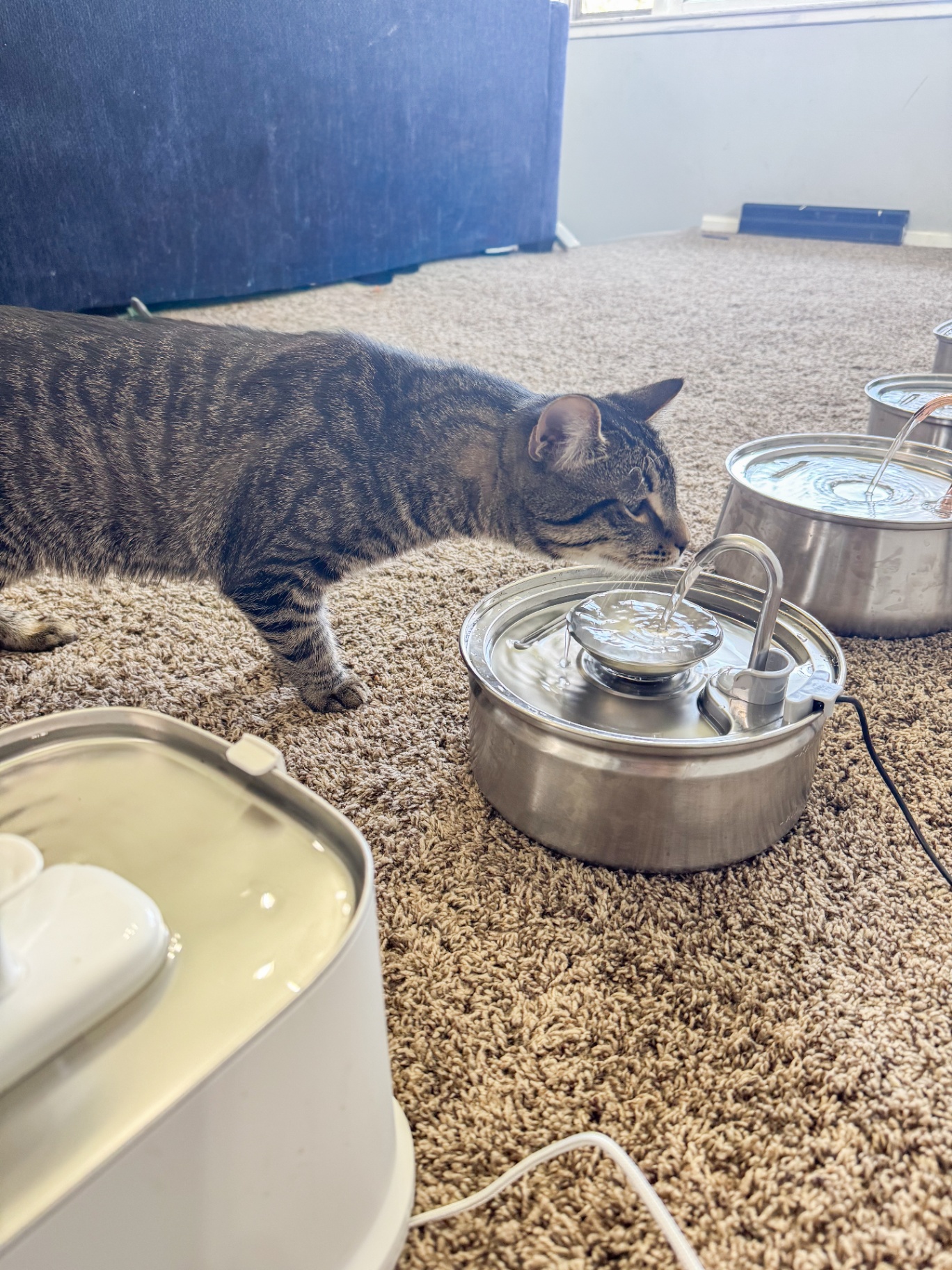 Cat drinking from a water fountain during real-home testing