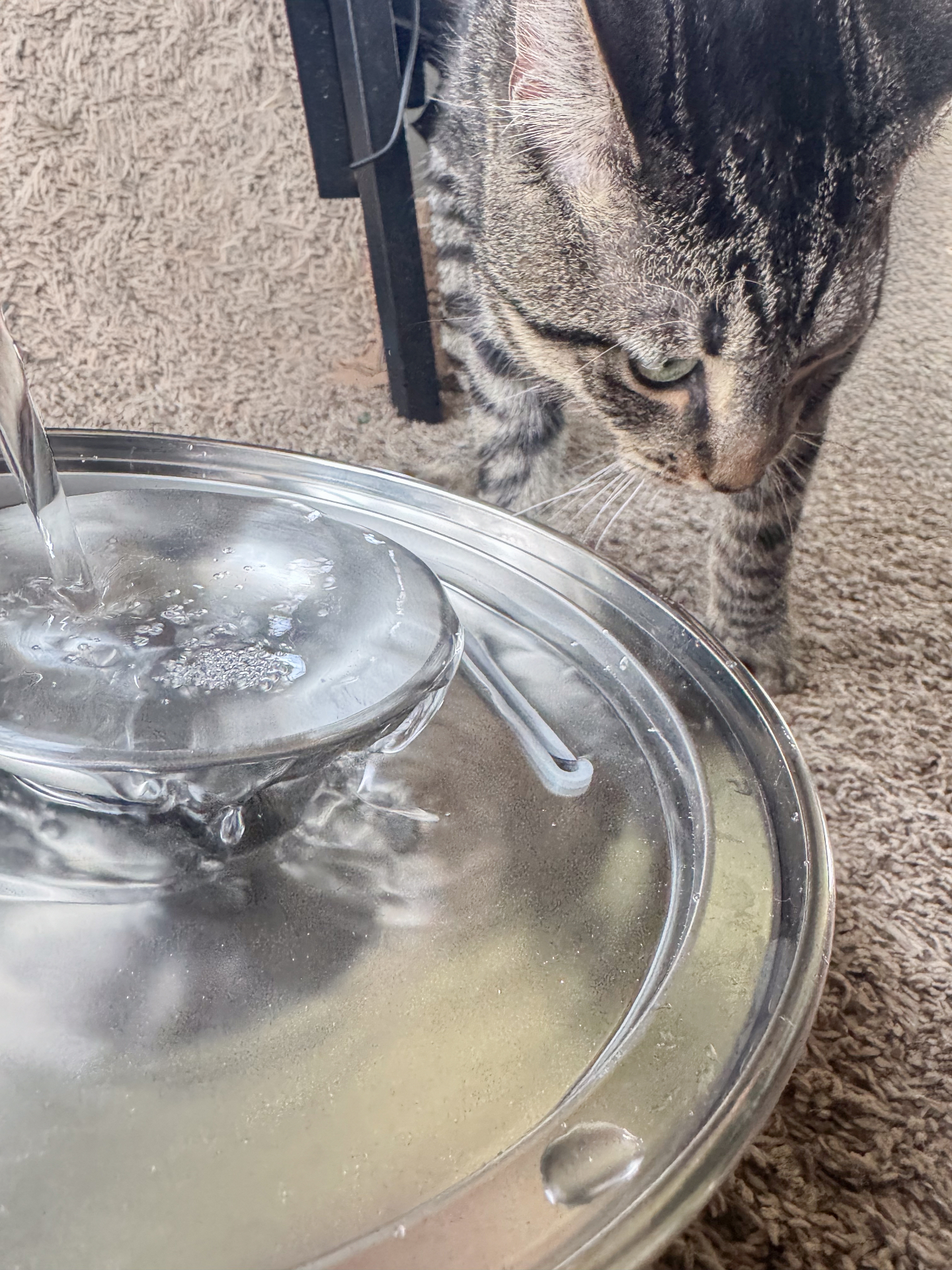Tabby cat curiously watching water cascade into the Dripurr fountain bowl