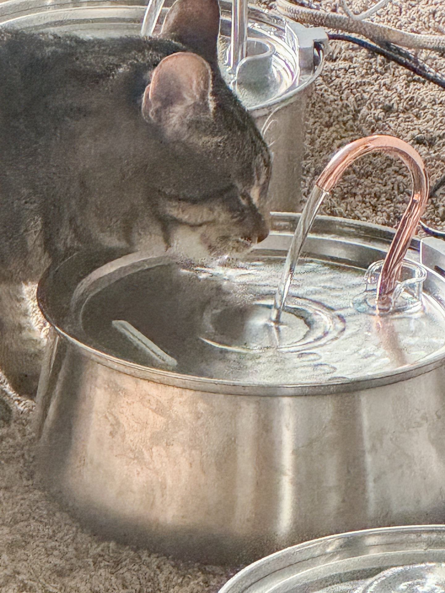 Cat drinking from the KittySpout fountain bowl with copper swan-neck spout