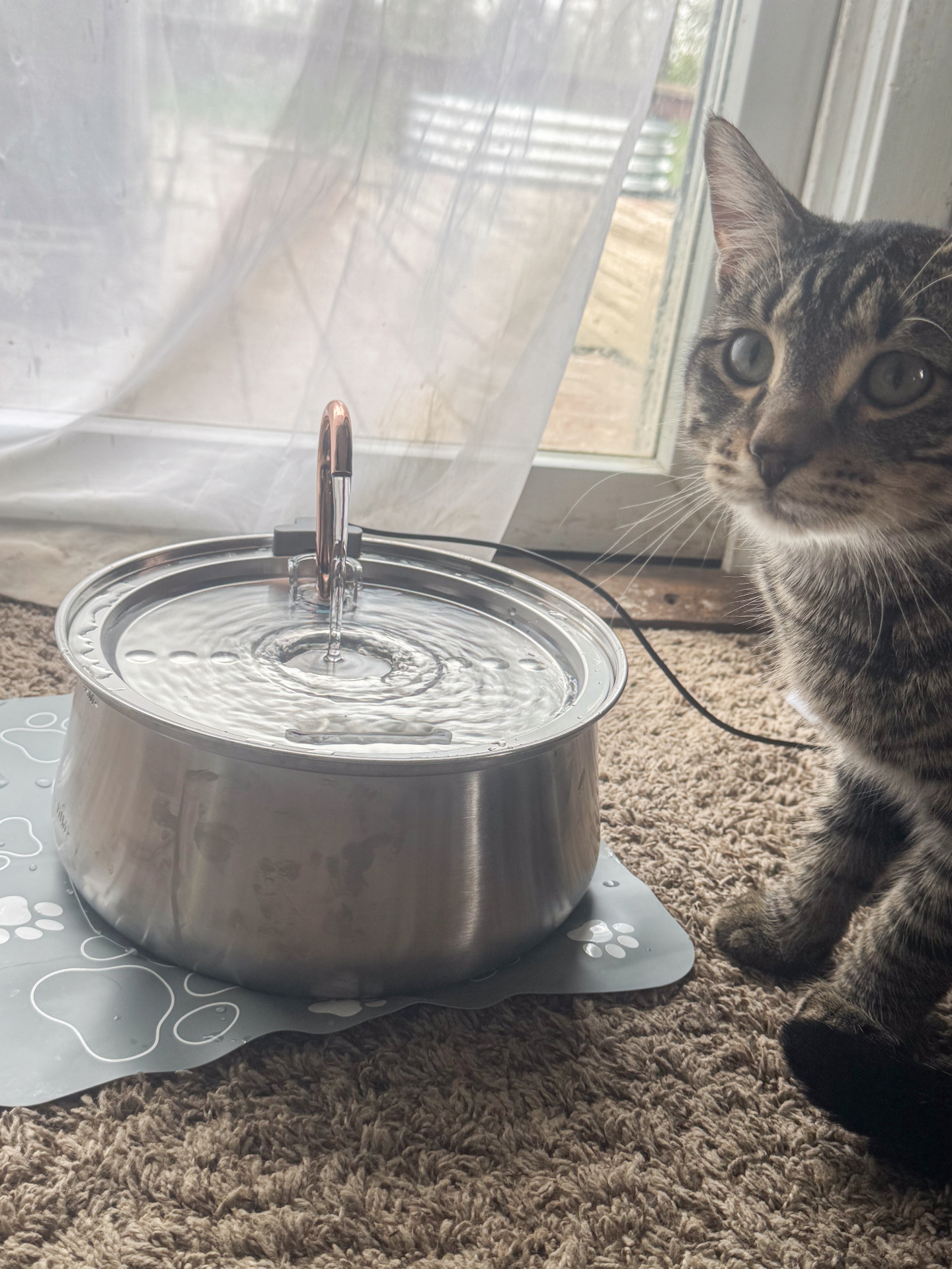 Tabby cat sitting next to the KittySpout stainless steel fountain by a window