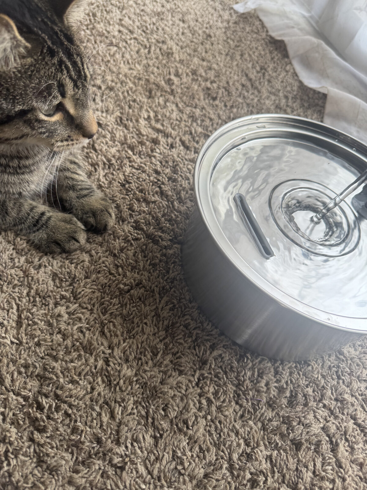 Cat lying on carpet next to the Tomxcute fountain