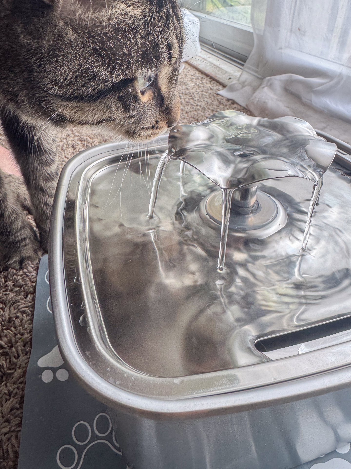 Cat sniffing water flowing from a fountain spout during real-home testing